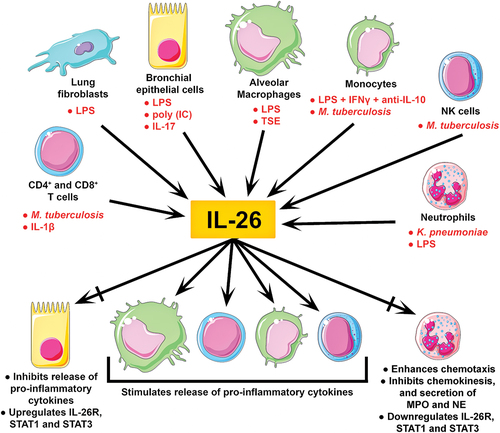 Figure 1. Clinical immunology of IL-26 in the airways. IL-26 is abundantly expressed in human airways. To date, constitutive expression of IL-26 has been reported in both immune and structural cells relevant to human airways. Moreover, the stimuli shown in red can considerably enhance IL-26 expression in these cells. Although IL-26 stimulates the release of pro-inflammatory cytokines (incl. IL-8, TNFα, GM-CSF, and interferons) in alveolar macrophages, monocytes, T cells, and NK cells, it appears to have more complex effects on bronchial epithelial cells and neutrophils. In bronchial epithelial cells, IL-26 stimulation inhibits the release of pro-inflammatory cytokines, but upregulates the IL-26 receptor complex, and its associated transcription factors STAT1 and STAT3. Meanwhile, IL-26 stimulated neutrophils present enhanced chemotaxis, decreased chemokinesis, reduced secretion of myeloperoxidase (MPO) and elastase (NE), and downregulation of the IL-26 receptor complex, STAT1 and STAT3. These varied outcomes suggest that IL-26 induces cell type-specific effects.