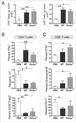 Figure 6. Rictor−/− DC administration promotes increased frequencies of tumor-infiltrating cytotoxic T cells. C57BL/6 mice bearing s.c. B16 melanomas were injected i.t. at days 7 and 14 post-tumor inoculation with 106 control DC or Rictor−/− DC. At day 21 post-tumor inoculation, tumors were harvested and tumor-infiltrating lymphocytes obtained and stained for the indicated surface markers and intracellular cytokines. (A) Plots show absolute numbers of CD4+ and CD8+ tumor-infiltrating T cells divided by the respective tumor weight. (B) Frequencies of IFNγ+, IL-17+ and CD25+Foxp3+ cells in the total CD4+ T cell population. (C) Frequencies of IFNγ+, granzyme-B+ and PD-1+ cells in the total CD8+ T cell population. Data are shown as means + SD for three to four animals per group, and two independent experiments. *p < 0.05 and **p < 0.01.