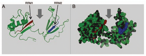 Figure 3 Predicted secondary structure and two RRM of Nucleolin protein. Secondary structural predictions of nucleolin were made using Phyre server and visualized using PyMOL software. (A) Ribbon diagram of nucleolin protein structure with two RRM shown in red and blue. (B) Three dimensional structure of nucleolin and arrows show the groove that RNA binds to the RRM motifs.