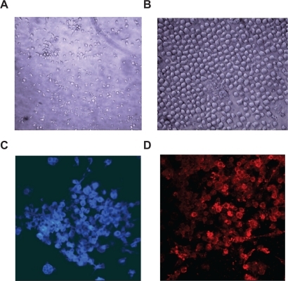 Figure 4 Morphological changes of isolated cells cultured on POSS-PCU nanocomposite polymer. Spindle-shaped morphology of early EPCs at day 7 (A) has been dominated by cobble stone-shaped features at day 21 (B) characteristics for the late EPCs or ECs; immunostaining of the cultured cells at day 14. Cells were stained for vWF (C) and VEGFR2 (D), showing positive expression of these cell surface markers on the cultured cells.Abbreviations: EC, endothelial cell; EPC, endothelial progenitor cells; POSS-PCU, polyhedral oligomeric silsesquioxane-poly(carbonate-urea)urethane.