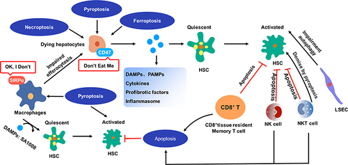 Figure 5 The relation between PCD and liver fibrosis. Lytic cell death of hepatocytes results in the release of various substances, including DAMPs, PAMPs, cytokines, profibrotic factors, and inflammasome. These substances have the potential to induce transdifferentiation of quiescent HSCs into activated myofibroblast-like cells, which produce collagens (collagen I and collagen III). Pyroptotic hepatocytes exhibit an increased expression of CD47 on their cytomembrane, while the receptor of CD47 on macrophages, SIRPα, is also upregulated. This upregulation of CD47 and SIRPα facilitates the evasion of macrophage pursuit and clearance. Pyroptotic macrophages possess the capacity to release DAMPs, including SA1008, which can activate HSCs and promote fibrosis. Additionally, proptosis has been found to play a significant role in activating HSCs. The attenuation of liver fibrosis has been observed through the initiation of HSC apoptosis by CD8⁺ tissue resident memory T cells and NK cells. Furthermore, NK cells have been found to constrain liver fibrosis by promoting the senescence of HSCs. Similar to NK cells, NKT cells have antifibrotic effects by directly promoting activated HSCs apoptosis. It has also been observed that impaired autophagy in LSECs can activate HSCs transdifferentiation.