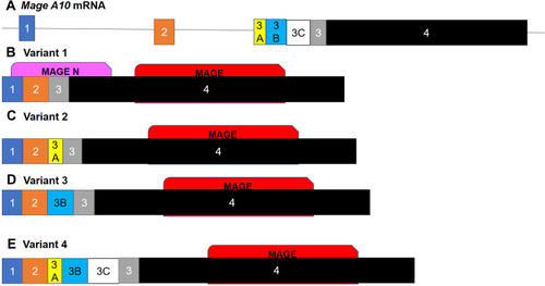 Figure 2 Isoforms of MAGE-A10. The alternately spliced isoforms of the (A) MAGE-A10 mRNA. (B) The canonical sequence consists of four exons; the additional variants consist of additional exon 3 variants being included in addition to the original exon 3. (C) Variant 2 contains exon 3A, (D) variant 3 contains exon 3B and (E) variant 4 contains exons 3A, 3B and 3C. The insertion of these extra exons disrupts the folding of the initial N terminal MAGE domain. These domains regulate many developmental processes as well as stress response and the lack of this initial domain may decrease the functionality of these isoforms.