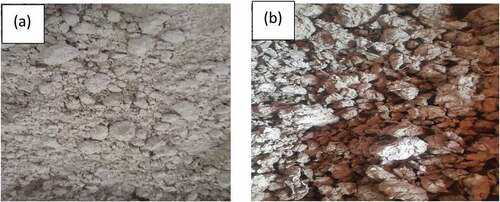 Figure 2. (a) Snail shell powder; (b) waste packaging paper pulp; (c) untrimmed paperboard