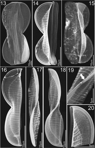 Figures 13–20. SEM micrographs of Entomoneis grisslehamnensis sp. nov. Fig. 13. Frustule in girdle view. Figs 14–15. Valves in girdle view with girdle band details showing bulged valve body and flattened wings with pronounced elevated virgae and silicified rims on wings. Fig. 16. Valve in girdle view with arcuate transition between bulged valve body and flattened wing. Figs 17–18. Valves in valve view with sigmoid raphe canal on elevated keel. Fig. 19. Details of proximal raphe endings in central node. Fig. 20. Scalpelliform valve apex.