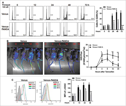 Figure 4. Genetic correction of FA deficiency prevents prolonged response to oxidative stress. (A) Complementation Fanca−/− HSPCs with human FANCA abolishes paraquat-induced G2/M arrest. LDBMCs isolated from Fanca−/− mice or their WT littermates were transduced with lentiviral vector expressing Venus or Venus-FANCA. FACS-sorted Venus+ cells were then treated with 100 μM paraquat for 2 hours followed by drug-free culture in fresh medium for the indicated time intervals. The cells were then subjected to cell cycle analysis by PtdIns staining. Cells were gated on LSK population. Representative Flow plots (Left) and quantification (right) are shown. Results are means ± standard deviation (SD) of 3 independent experiments (n = 4 per group). (B) Genetic correction of Fanca deficiency in HSPCs shortens oxidative stress-induced persistent response in vivo. LSK cells isolated from Luc-Fanca+/+ mice or their WT littermates were transduced with lentiviral vector expressing Venus or Venus-FANCA. Sorted Venus+ cells were then transplanted into lethally irradiated recipients. Four months later, the recipients with similar donor chimerism were treated with a single dose of paraquat (10mg/kg) followed by imaging luciferase expression at different time points. Luciferase intensity was measured by IVIS system at indicated time point after injection. Representative Flow plots (Left) and quantifications (Right) are shown. Luminescence scale is in p/s/cm2/sr. (C) Gene correction of Fanca deficiency rescues oxidative stress induced long-lasting γ-H2AX expression in FA LSK cells in vivo. Recipients described in (B) were i.p injected with a single dose of paraquat followed by BMCs isolation at different time points. The cells were then subjected to Flow cytometric analysis for γ-H2AX. LSK compartment were gated. Histogram (Left) and quantification (right) are shown. Results are means ± standard deviation (SD) of 3 independent experiments (n = 6 per group).