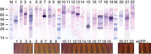 Figure 2. Production of human solute carriers in LTE as shown by immunoblot and eGFP-fluorescence. Human transporters were either produced as N-terminal or C-terminal eGFP-fusion proteins in L. tarentolae cell-free system in 20 μl batch reactions, loaded onto a gel, blotted and detected via an anti-GFP antibody. Arrows indicate the position of the produced membrane proteins. Below the Western blot, eGFP-fluorescence of each sample is shown. Table II lists the synthesized membrane proteins. Molecular masses of marker proteins are indicated (M). Negative control: no plasmid (-).