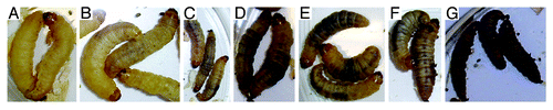 Figure 5. Infection of G. mellonella with H. capsulatum G184AR yeast cells induces melanization of the larva in a dose dependent manner. Larvae were injected with (A) PBS, (B) 101, (C) 102, (D) 103, (E) 104, (F) 105, or (G) 106 colonies of H. capsulatum/larvae. The images were taken 6 h after infection at 37°C.