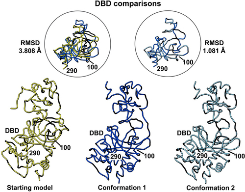 Figure 4. Side-by-side comparison of the refined p53 monomer models highlighting the DNA binding domain (DBD). Model alignments were evaluated for the starting model (PDB code, 8F2I, yellow) with respect to the two newly refined models using the Chimera program and structure comparison tools. Differences in c-alpha backbones were quantified using RMSD values. Conformation 1 is in dark blue while conformation 2 is colored light blue.