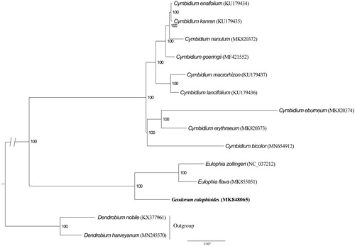 Figure 1. Phylogenetic position of Geodorum eulophioides inferred by maximum likelihood (ML) of complete cp genome. The bootstrap values are shown next to the nodes.