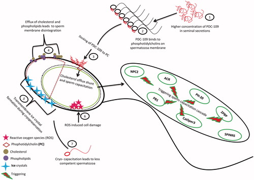 Figure 7. Predictive pathway of PDC-109 induced premature sperm capacitation and cryo-capacitation by triggering sperm capacitation cascade.