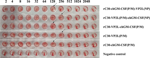 Figure 1. Rescue of recombinant viruses. The HA titre of recombinant viruses.