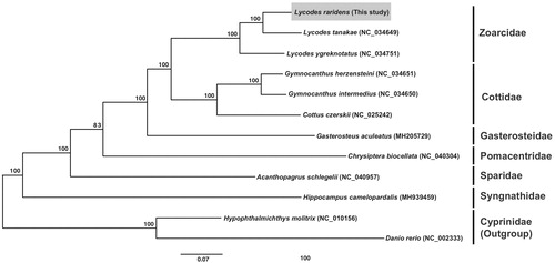 Figure 1. Molecular phylogeny of Lycodes raridens and the other fish species using concatenated 13 PCGs nucleotide dataset. The phylogenetic tree is constructed by maximum likelihood (ML) method based on 12 mitogenome sequences including L. raridens (This study). Bootstrap replicates were performed 1,000 times.