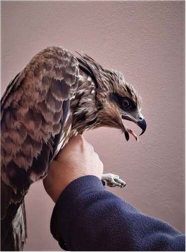 Figure 1. Black kite tagged on Crete on 10 April 2020. As this bird had some features of Milvus m. lineatus (pale/bluish cere and legs, and pronounced dark eye mask), we supposed it to be a black kite originating from a hybrid zone between M. m. migrans and M. m. lineatus.