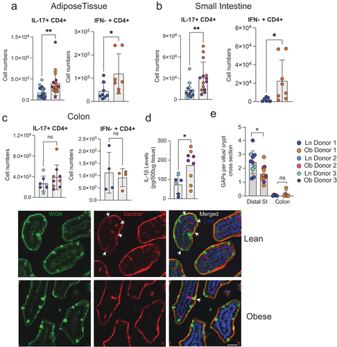 Figure 3. The microbiota from obese individuals drives accumulation of inflammatory immune cells in adipose tissue and small intestine, but not the colon. Graphs depict flow cytometry analysis of IL-17A+ CD4 T cells and IFN-γ+ CD4 T cells in (a) adipose tissue, (b) small intestinal lamina propria and (c) colonic lamina propria of mice 5 weeks post colonization. (d) IL-1β in the small intestine epithelium measured by ELISA. (e) graph depicts number of goblet cell associated antigen passages (GAPs) measured in the small intestine and colon of colonized mice. Representative images showing GAPs in small intestinal villus cross section. Dextran columns co-localized with goblet cell marker wheat germ agglutinin (WGA). Scale bar: 50 µm. Each dot represents an individual mouse with color coding for each donor. Bar graphs show the mean ± SEM, * = p < 0.05; ** = p < 0.01, ns = non- significant. Statistics were performed using an unpaired student’s t test.