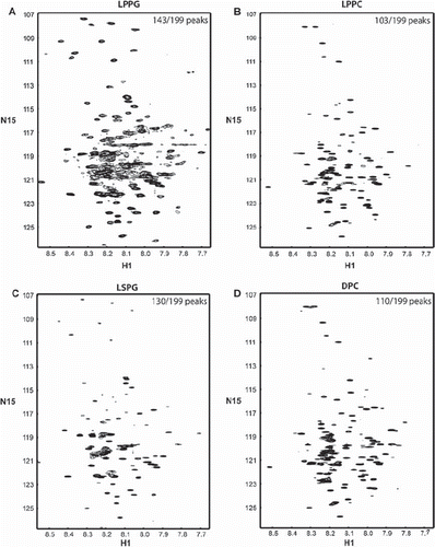 Figure 3. 15N-HSQC spectra of the TM4-Cx43CT in different detergent micelles. The TM4-Cx43CT was solubilized in MES buffer (pH 5.8, 50 mM NaCl, 42°C) with (A) LPPG, (B) LPPC, (C) LSPG, and (D) DPC detergent micelles. Spectral quality was determined by the number of observed peaks versus the number of expected peaks. Peak counts are given in the top right corner of each spectrum as observed/expected.