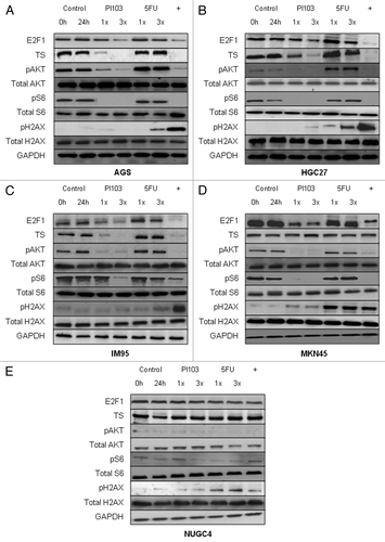 Figure 2. Effect of PI103, 5-FU and the combination on protein expression of E2F1, TS, the PI3K/mTOR pathway, and DNA damage in AGS (A), HGC27 (B), IM95 (C), MKN45 (D) and NUGC4 (E) gastric cancer cells. Cells were exposed to 1x and 3x IC50 concentrations of PI103 and 5-FU, and the combination of PI103 and 5-FU (at IC50 levels, denoted with +) for 24 h, and lysates immunoblotted as described in the Methods section. GAPDH was used as a loading control. A representative image of two independent blots, each using independently prepared cell lysates, is displayed.