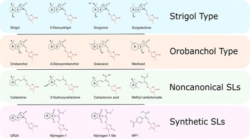 Figure 1. Classification and chemical structure of Strigolactones. These are generally composed of a tricyclic lactone (ABC) connected, by an enol-ether bond, to a butenolide moiety (red), which represents the most conserved trait of the molecule between plant taxa.
