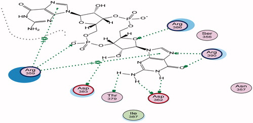 Figure 2. 2D binding mode and residues involved in the recognition of reference ligand at active site (c-di-GMP) Arg 386, Arg 390, Asp 362 Thr 379, Asp 383, and Arg 359 via hydrogen bonding interaction.