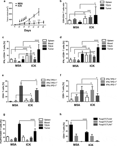 Figure 3. ICK treatment significantly inhibits the growth of E0771/CEA mouse breast carcinoma. (a) Tumor-bearing CEA-Tg mice were injected I.P. with five daily injections of 25 µg of M5A or ICK antibodies. Representative experiment of three experiments shown (n = 4 per group). (b) CD8+ to CD4+ T cells ratios done by flow analysis in indicated tissues (pooled, n = 8–10 per group). (c) Increase of IFNγ producing CD4+ T cells frequency in ICK treated mice shown in indicated tissues, studied by intracellular staining and flow analysis (pooled, n = 8–10 per group). (d) Increase of IFNγ producing CD8+ T cells frequency in ICK treated mice shown in indicated tissues, studied by intracellular staining and flow analysis (pooled, n = 8–10 per group). (e) Flow analysis of IFNγ and PD-1 expression on tumor-infiltrating CD4+ T cells (n = 4–5 per group). (f) Flow analysis of IFNγ and PD-1 expression on tumor-infiltrating CD8+ T cells (n = 4–5 per group). (g) Significant decrease of FoxP3+ Treg population frequency among CD4+ T cells in tumor tissue by ICK treatment studied by intracellular staining and flow analysis (pooled, n = 8–10 per group). (h) Flow analysis of Foxp3 and CTLA4 expression on tumor-infiltrating CD4+ T cells (n = 4–5 per group). ****p < .0001; ***p < .001; **p < .01; *p < .05
