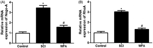 Figure 3. WFA inhibited the expression of Nogo-A and RhoA in spinal cord. The mRNA levels of (A) Nogo-A and (B) RhoA in spinal cord in SCI mice treated with saline or WFA (10 mg/kg) were determined with real-time PCR. *p < 0.05, compared with control mice; #p < 0.05, compared with SCI mice.