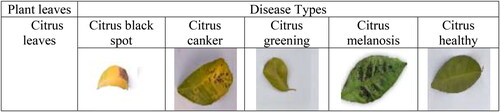 Figure 3. Sample images are taken from dataset 2 for citrus leaves.