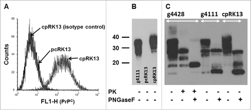 FIGURE 1. Expression of caprine PrPC in cpRK13 cells. (A) Flow cytomtery assay with cpRK13 and pcRK13 cells. cpRK13 (caprine PRNP haplotype 2) and pcRK13 (plasmid control) cells were first incubated with PrP mAb 5B2 (IgG1) or isotype control mAb (IgG1) followed by incubation with FITC-conjugated anti-IgG1 Ab. Cell surface PrPC expression was evaluated by flow cytometry. In total, 10,000 events were counted for each cell type. (B) PrPC western blot assay with cpRK13 and pcRK13 cell lysates. Western blot assays were performed with scrapie-uninfected goat brain homogenate (animal ID: g4111, ∼150 μg wet tissue weight), cpRK13 (3 μl), and pcRK13 (3 μl) cell lysates with PrP mAb F99/97.6.1 (3.5 µg ml−1) without incubation with proteinase K (−). (C) Comparison of deglycosylated PrPC between goat brain homogenates and cpRK13 cell lysate. Scrapie-uninfected goat brain homogenate (animal ID: g4111, ∼100 - 150 μg wet tissue weight) and scrapie-uninoculated cpRK13 cell lysate (3 – 7 μl) were deglycosylated using PNGase F (+) and western blot assays were performed with PrP mAb F99/97.6.1 (3.5 µg ml−1). Scrapie-infected goat brain homogenate (animal ID: g4428, ˜75 μg wet tissue weight) was used as a control and incubated with proteinase K (PK, 100 µg ml−1 (+)), both PK and PNGase F (+) or kept unincubated with both enzymes (−).The positions of the molecular mass markers (in kDa) are shown on the left.