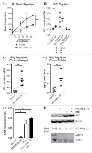 Figure 1. Treatment with PEG-rMuIL-10-induced IFNγ-dependent intratumoral IDO expression. For 1(A)–1(D), the tissue was harvested at day 24, 24 h after the last dose of PEG-rMuIL-10. (A) 4T1 tumor-bearing mice were treated for 9 d with 1 mg/kg PEG-rMuIL-10 s.c. daily and tumor growth inhibition is shown vs. control-treated mice. Closed circles represent control-treated mice, open squares represent PEG-rMuIL-10-treated mice. (B) IDO mRNA expression analysis from tumor, spleen and lymph node of mice described in (A). Open circles represent tumor tissue, open squares represent lymph node (LN), open triangles represent spleen tissue (Spl). (C) Intratumoral mRNA levels of IFNγ of mice in (A). Open circles represent control-treated mice, closed squares represent PEG-rMuIL-10-treated mice. (D) Intratumoral IFNγ protein levels of mice in (A). Open circles represent control-treated mice, closed squares represent PEG-rMuIL-10-treated mice. (E) IDO mRNA levels of in vitro cultured 4T1 tumor cells treated with PEG-rMuIL-10 alone or in combination with IFNγ. (F) Intracellular IDO1 and STAT3/pSTAT3 protein levels from AM0010 and IFNγ-treated 4T1 cells as detected by protein gel blot. IDO1 was detected after 48 h incubation with 50 ng/mL IFNγ and/or 100 ng/mL PEG-rMuIL-10. pSTAT3 and STAT3 were assessed in a time course from 0 to 20 min incubation with 100 ng/mL PEG-rMuIL-10. The protein control for pSTAT3 and STAT3 (con) was a STAT3 control cell extract purchased from Cell Signaling Technology. Statistics were determined by Students t-test where p < 0.05 is denoted by * and p < 0.01 is denoted by **.