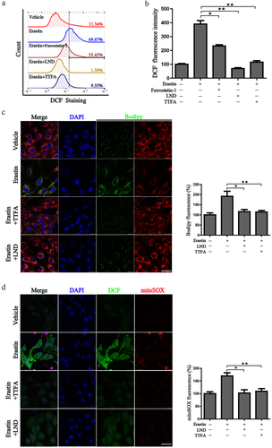 Figure 11. Suppression of SDH attenuates the ferroptotic associated events. (a) 786-O cells were treated with erastin alone or in combination with different inhibitors, cellular ROS was monitored by the DCF-DA probe. (b) Mean DCF fluorescence intensity was detected after the designed treatment. (c-d) 786-O cells were treated as designed and stained with Bodipy, DCF-DA, mitoSOX. The images were taken by a laser confocal microscope. Scale bar: 50 μm. Statistical results of the fluorescence intensities were shown on the right. ★P < 0.05, ★★P < 0.01 versus indicated groups.