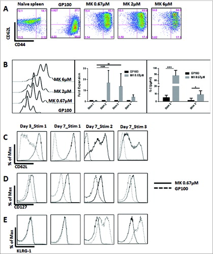 Figure 1 (see previous page). Akt inhibition preserves the TCM phenotype and enhances the proliferative ability of CD8+ T cells. Non-fractionated splenocytes from pMel-1 mice were stained with VCT and activated with gp10025–33 peptide (1 µmol/L) in the presence or absence of MK-2206 (0.67, 2, and 6 µmol/L). The concentration of the inhibitors was maintained throughout the experiment. The cells were re-stimulated with gp10025–33 peptide on days 7, 14, and 21 and their phenotype and proliferation were assessed. The gated cells were viable (7AAD-) CD8+Vβ13+. The data are representative of at least 4 independent experiments. (A) In this representative example, CD8+ T cells from a naïve spleen (far left) are mainly (72%) naïve cells (CD62LhiCD44lo). Sixty-seven percent (67%) of non–MK-2206-treated CD8+ T cells (third graph from left) are TEM cells (CD62LloCD44hi) and less than 1% are naïve cells (CD62LhiCD44lo). This changes when cells are treated with MK-2206 (far right), as 65% of the cells possess the TCM phenotype (CD62LhiCD44hi) and 14% are naïve cells (CD62LhiCD44lo). (B) After 3 d of stimulation, the proliferation of CD8+ T cells was inhibited in a dose-dependent manner by MK-2206 (VCT dilution) (far left). CD8+ T cells treated with MK-2206 expand at a significantly high rate with further stimulations (middle graph; data normalized to the non-treated control [GP100]). MK–2206-treated CD8+ T cells secrete significantly higher levels of IL-2 following stimulations 2 and 3, which is consistent with their higher proliferative potential (far right). *, P < 0.05; **, P < 0.01; ****, P < 0.0001. (C) Akt inhibition by MK-2206 maintains a high level of CD62L expression in CD8+ T cells on Day 3, and on Day 7 after each stimulation with gp100. (D) Akt inhibition by MK-2206 maintains high levels of CD127 in CD8+ T cells on Day 3, and on Day 7 after each stimulation with gp100. (E) Akt inhibition by MK-2206 inhibits the upregulation of KLRG-1 in CD8+ T cells after the second and third stimulations with gp100.