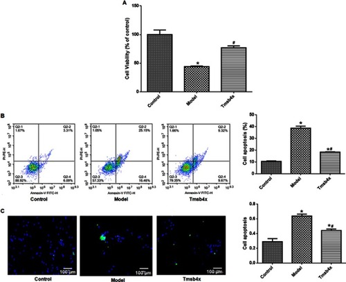 Figure 6 Exogenous Tβ4 prevents OGD/R-induced apoptosis. (A) Evaluation of cell viability with the CCK-8 assay without or with 10 ng/mL Tβ4 treatment. (B) Detection of apoptotic cells by flow cytometry. Left: flow cytometry plots; right: quantitative analysis. (C) Detection of apoptotic cells with the TUNEL assay. Left: representative images (apoptotic cells are green and cell nuclei are blue); right: quantitative analysis. Data shown as mean ± SD. *P<0.05 vs control; #P<0.05 vs OGD/R.