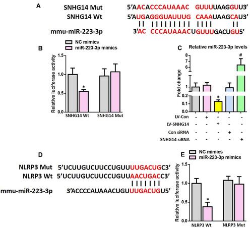 Figure 5 SNHG14 acts as a sponge of miR-223-3p while NLRP3 is a direct target of miR-223-3p. (A) The predicted binding sites between SNHG14 and miR-223-3p. (B) Luciferase reporter assay in HEK 293T cells transfected with psiCHECK2-SNHG14 (WT or Mut) and miR-223-3p mimics or NC mimics. (C) The qRT-PCR result of miR-223-3p expression in the primary astrocytes after modulation of SNHG14 expression. (D) The predicted binding sites between miR-223-3p and the 3ʹ-UTR of NLRP3. (E) Luciferase reporter assay in HEK 293T cells transfected with psiCHECK2-NLRP3 (WT or Mut) and miR-223-3p mimics or NC mimics. All data are expressed as the mean ± SD of 3 independent experiments. *P<0.05 versus the NC mimics or LV-Con group. #P<0.05 versus the Con siRNA group.
