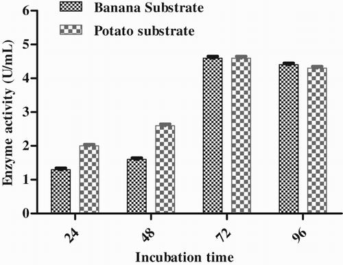 Figure 8. Effect of incubation time on enzyme production by Pseudomonas sp. VITSDVM1.