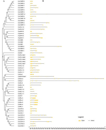 Figure 2. Structural analysis of the capsaicin metabolic genes: (A) NJ phylogenetic tree of capsaicin metabolic proteins; (B) Exon-intron structure of capsaicin metabolic genes. Note: In the figure, yellow indicates the exons; black indicates the introns.