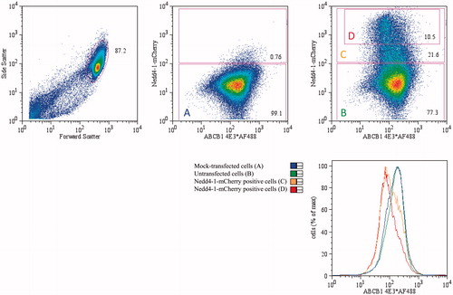 Figure 3. Flow cytometric analysis of ABCB1 in the plasma membrane of Flp-In-ABCB1-12His cells. Left dotplot, cells were gated for normal size and granularity (the same gate was used for all populations); Middle dotplot, two colour analysis of mock-transfected cells; Right dotplot, two colour analysis of cells transfected transiently with pcDNA3-NEDD4-1-mCherry. Each dot represents a single cell and the density of cells is colour coded from blue (few cells) to red (many cells). The numbers represent the percentage of cells in a given gate, and the coloured letters define the analytical gates used to plot the histogram. The histogram shows ABCB1 expression in NEDD4-1-expressing (orange and red) and non-expressing cells (blue and green). Histogram colour coding is consistent with the lettering in the dotplots.