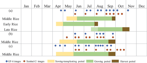 Figure 2. Rice phenology and the time of acquisition of the GF6 and Sentinel–2 images: (a) study site 1; (b) study site 2; (c) study site 3. The middle rice in the figure represents SR, and the DR contains both early rice and late rice.