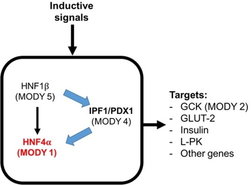 Figure 3 Transcription factor network in the pancreatic β-cell.