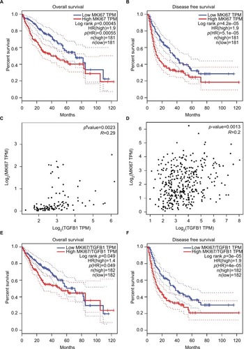 Figure 2 The relationship of MKI67 expression levels with TGFB1 expression and clinical outcomes of patients in the LIHC and GTEx liver dataset analyzed in GEPIA.Notes: (A, B) The survival analysis of MKI67 expression level with overall survival and disease-free survival of liver cancer patients. The dotted line was estimated by the 95% CI. (C, D) The correlation of MKI67 and TGFB1 expression in the GTEx liver dataset and LIHC tumor tissues analyzed by Pearson’s correlation coefficient. (E, F) The survival analysis of MKI67 expression level normalized by TGFB1 expression with overall survival and disease-free survival of liver cancer patients.Abbreviations: GEPIA, Gene Expression Profiling Interactive Analysis; GTEx, Genotype-Tissue expression; HR, hazard ratio; LIHC, liver hepatocellular carcinoma; TPM, transcripts per kilobase million.