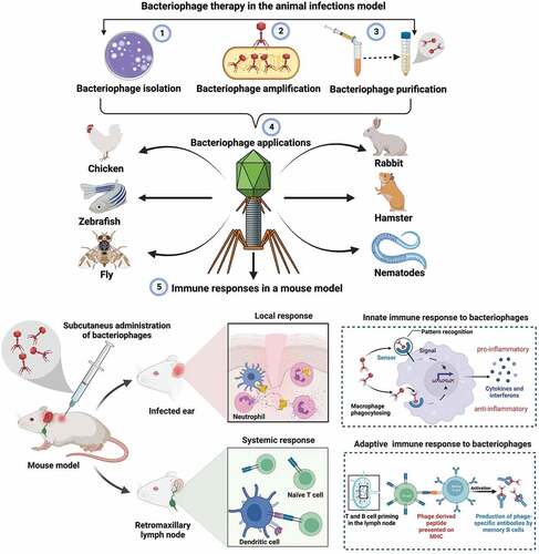 Figure 1. Figure shows the bacteriophage isolation process, animal infection models, and the immune responses to phages in a mouse model. The figure was created with Biorender.com.