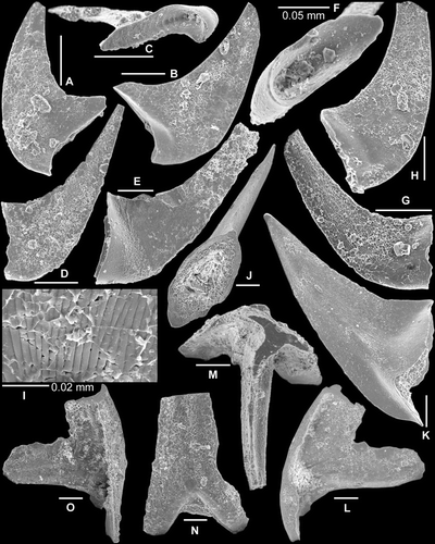 Fig. 7 A–I, Nasusgnathus dolonus (An, Citation1981); A–C, Sc element, A, AMF.135019, THH10, inner lateral view (IY120–004); B–C, AMF.135020, THH10, B, outer lateral view (IY120–002), C, basal view (IY120–001); D–E, Sb element, D, AMF.135021, THH10, outer lateral view (IY120–005), E, AMF.135022, THH7, outer lateral view (IY59–009); F–I, Sd element; F–G, AMF.135023, THH10, F, basal view (IY120–011), G, outer lateral view (IY120–010); H–I, AMF.135024, THH10, H, inner lateral view (IY120–007), I, close up showing fine surface striae (IY120–008). J–K, Paltodus sp. Sa element, AMF.135025, YTH16, J, basal view (IY121–029), K, lateral view (IY121–031). L–O, Protoprioniodus simplicissimus McTavish, 1973. Sb element, AMF.135026, AFI982, L, inner lateral view (IY55–027), M, upper view (IY55–028), N, anterior view (IY55–024), O, outer lateral view (IY55–025). Scale bars=100 μm, unless indicated otherwise.