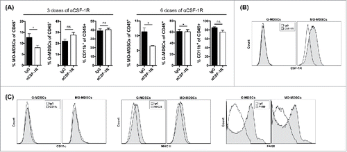 Figure 1. Blockade of CSF-1R signaling reprograms the tumor microenvironment (A) Mice were injected with 4T1 tumor cells and treated with αCSF-1R or IgG. Frequencies of CD11b+Ly6G−/lowLy6Chigh. MO-MDSCs, CD11b+Ly6G+Ly6C−/low G-MDSCs and total CD11b+ myeloid cells of total CD45+ cells in tumors after three and six doses of treatment. (B) Expression of CSF-1R within the CD11b+Ly6G−/lowLy6Chigh and CD11b+Ly6G+Ly6C−/low gated populations. (C) CD11b+Ly6G−/lowLy6Chigh and CD11b+Ly6G+Ly6C−/low subsets from 4T1 tumors were evaluated for expression of CD11c, MHC class II and F4/80 markers (filled histograms) against their matched isotype controls (open histograms). Data are mean +/– SEM.