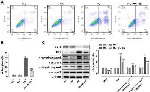 Figure 3 MG IIIE attenuated the cell apoptosis of HG-induced podocytes. (A) Apoptotic cells were detected via flow cytometry. (B) The apoptotic rate of podocytes was quantified. (C) The expression of apoptosis-related proteins were evaluated using Western blot analysis. ***P<0.001 vs. MA; ##P<0.01, ###P<0.001 vs. HG.