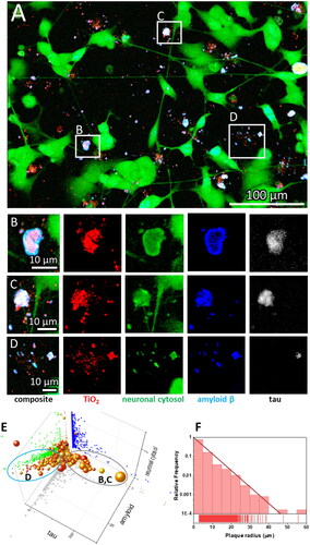 Figure 1. SH-SY5Y-derived neurons exposed to anatase TiO2 nanotubes form amyloid-β and Tau protein-containing extracellular plaques. (A) Representative image of differentiated SH-SY5Y cells in culture; for differentiation, cells were grown for seven days in DMEM/F12, 10% fetal bovine serum, and 10 µM retinoic acid, followed by 7 d in serum-free DMEM/F12 and 10 ng/mL brain-derived neurotrophic factor. Note the altered morphology and pronounced neurite outgrowth upon differentiation. Live cell culture was stained with cytosolic fluorophore CellTracker™ green (green), which is retained and fluoresces only within a cell, a mouse monoclonal antibody raised against amino acids 1–40 of Aβ of human origin, for detection of amyloid precursor protein and Aβ (blue), and Tau-5 mouse monoclonal antibody against total Tau (white). Within the large field of view, the rectangles denote regions enlarged in the panels (B–D) showing examples of heterogeneous extracellular plaques at higher magnification: (B,C) large plaques with low Aβ surface density (fluorescence intensity signal divided by the area of the signal) and high tau surface density; (D) small plaques with high Aβ surface density and low tau surface density; (E) Properties of all the Aβ plaques from 15 regions of interest, each covering 120 × 120 μm2 in terms of surface densities with x-axis: tau antibody, y-axis: Aβ antibody, z-axis: neuronal cytosolic label, size of a sphere: plaque radius, and color: density of nanoparticles in a plaque, each sphere representing one plaque. Most of the nanomaterial is deposited on the glass surface without interacting with neurons (red), whereas the nanomaterial interacting with the neurons contains Aβ (blue), nanomaterial (red), and neuronal cytoplasmic components (green), while Tau (white) can be missing; the grey and blue ellipses denote plaques with high and low density of Tau, such as those in panels B/C and D, respectively. (F) The size distribution of the plaques, showing exponential decay of the number of plaques versus plaque size.