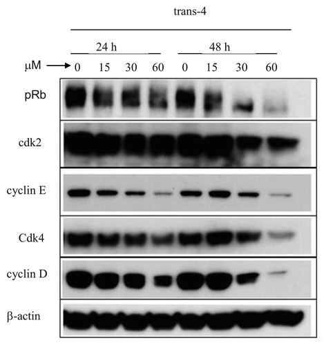 Figure 5. Effect of trans-4 on the expression of G1-S transition regulatory proteins. MCF-7 cells were treated with the indicated concentrations of trans-4 for 24 and 48 h. Cell lysates were subjected to immunoblotting to detect cyclin D1, cdk4, cyclin E, cdk2 and pRb proteins by their specific antibodies. Human -actin was used as a loading control. Twenty-micrograms of lysate was used for each experimental condition.