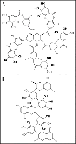 Figure 2 Tannin (A) and a fragment of polymeric chain of gallate rich black tea pigment (B). The triplets of neighboring hydroxyl groups of gallic acid are emphasized by a larger font.