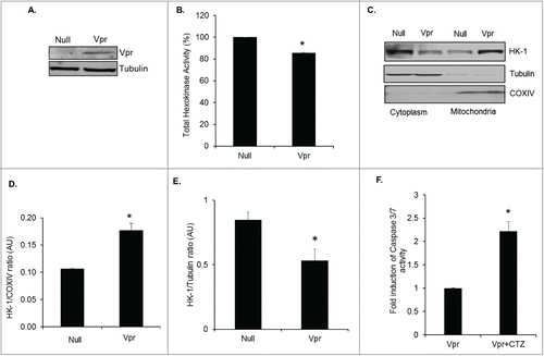 Figure 5. HIV-1 Vpr induces translocation of HK-1 to mitochondria. (A) Representative Western blot of Vpr levels in PMA differentiated U937 transduced with Adeno-Null or Adeno-Vpr. (B) Total HK enzyme activity in arbitrary values (OD 340 nm normalized to protein concentration) in PMA differentiated U937 cells transduced with Adeno-Null or Adeno-Vpr. * indicates p value < 0.05. (C) Representative Western blot of cytoplasmic and mitochondrial fractions from PMA differentiated U937 transduced with Adeno-Null or Adeno-Vpr probed for HK-1. Cytochrome c oxidase subunit IV (COXIV) and α-tubulin was as used markers for fraction purity and protein loading of mitochondrial and cytoplasmic fractions, respectively. (D) Densitometric analysis of HK-1 expression levels in the mitochondrial fraction normalized to COXIV levels in Ad-Null and Ad-Vpr, shown as HK-1/COXIV ratio on the y-axis in arbitrary unit (AU). * indicates p value <0.02 in comparison to Ad-Null. (E) Densitometric analysis of HK-1 expression levels in the mitochondrial fraction normalized to α-tubulin levels in Ad-Null and Ad-Vpr shown as HK-1/Tubulin ratio on the y-axis in arbitrary unit (AU). * indicates p value <0.05 in comparison to Ad-Null. (F) Fold induction in caspase 3/7 activity in PMA differentiated U937 cells transduced with Vpr (Vpr) and PMA differentiated U937 cells transduced with Vpr treated with 25 μM CTZ (Vpr+CTZ). The relative caspase 3/7 activity was normalized to protein concentration and the fold induction in the control cells was set at 1. * indicates p value <0.02 in comparison to PMA alone.