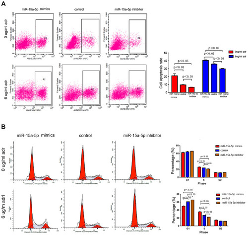 Figure 4 Apoptosis and the cell-cycle distribution of Michigan Cancer Foundation-7/Adriamycin (MCF-7/ADR) cells, assessed using flow cytometry. (A) Microribonucleic acid-15a-5p (MiR-15a-5p) overexpression in MCF-7/ADR cells significantly induced apoptosis, particularly under Adriamycin pressure. Conversely, under the same conditions, low miR-15a-5p expression inhibited MCF-7/ADR cell apoptosis. (B) The rates of cells arrested in the synthesis phase were significantly elevated and reduced in the miR-15a-5p mimic and inhibitor groups, respectively, compared with the control group (P < 0.05).