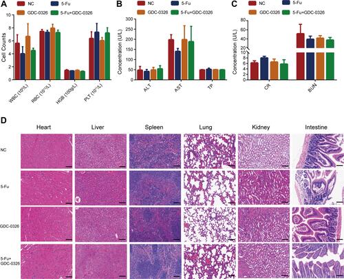 Figure 6 Safety of combination therapy with GDC-0326 and 5-Fu in tumor‐bearing mice. (A–C) Blood routine analysis and biochemical tests were performed in the mice, including white blood cell (WBC), red blood cell (RBC), hemoglobin (HGB), platelet (PLT), alanine transaminase (ALT), aspartate transaminase (AST), total protein (TP), creatinine (CR), and blood urea nitrogen (BUN) tests. For quantitative data, the total number of mice used was 5. (D) H&E staining images of tissues from tumor-bearing mice, including tissue from the heart, liver, spleen, lung, kidney, and intestine (scale bar = 100 µm).