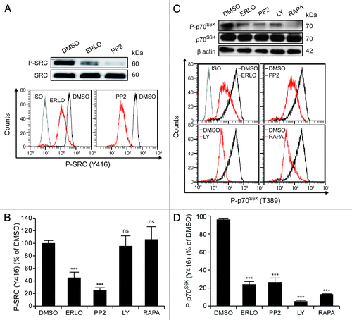 Figure 5. Erlotinib inhibits SRC family kinases and mTOR. KG-1 cells were kept in control conditions (DMSO) or incubated with 10 μM erlotinib (ERLO), 10 μM PP2, 10 μM LY294002 (LY) or 10 nM rapamycin (RAPA) for 1 h, then subjected to immunoblotting (A and C) or cytofluorometry (A–D) for the determination of the phosphorylation status of SRC kinases (on Y416) (A and B) or p70S6K (C and D). (A and C) depict immunoblotting results and representative cytofluorometric profiles. β actin levels were monitored to ensure equal lane loading.