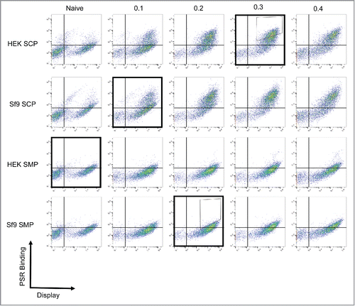 Figure 1. Isolation of nonspecific antibodies. A nonimmune scFv library was subjected to 4 rounds of yeast display-based selections. To ensure nonspecificity, the antigen used in each round was changed, with the following order used: HEK SMP, Sf9 SCP, Sf9 SMP, HEK SCP (Outlined boxes). The first 2 rounds were completed using magnetic-activated cell sorting and the final 2 rounds were completed using fluorescence-activated cell-sorting with the indicated sort gates (Thin boxes). The populations were validated after each round by measuring binding to each of the 4 reagents. As expected, the positively selected panel displays binding to all reagents.