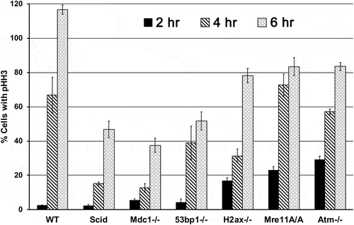 Figure 2. G2/M checkpoint response in WT cells exposed to 1 Gy IR: comparison of genotype specific responses to the WT response. Cells were collected 2, 4 and 6 hr after exposure to 1 Gy IR and stained with anti-phospho-histone H3 (Ser 10) to determine the percentage of cells with pHH3 at each time point, indicative of the delay of cells in G2.
